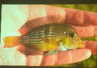 Föredrag.Söndag.Felipe Cantera.Gymnogeophagus land.