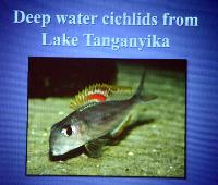 Föredrag.Söndag.Thomas Andersen.Deep water cichlids from Lake Tanganyika.Del 2: Xenotilapia.