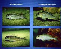 Föredrag.Söndag.Thomas Andersen.Deep water cichlids from Lake Tanganyika.Del 2: Xenotilapia.