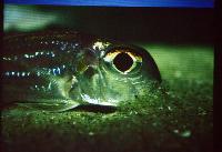 Föredrag.Söndag.Thomas Andersen.Deep water cichlids from Lake Tanganyika.Del 2: Xenotilapia.