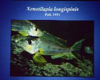 Föredrag.Söndag.Thomas Andersen.Deep water cichlids from Lake Tanganyika.Del 2: Xenotilapia.