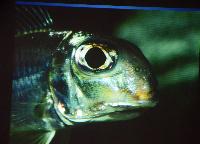 Föredrag.Söndag.Thomas Andersen.Deep water cichlids from Lake Tanganyika.Del 2: Xenotilapia.