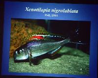 Föredrag.Söndag.Thomas Andersen.Deep water cichlids from Lake Tanganyika.Del 2: Xenotilapia.