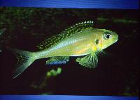 Föredrag.Söndag.Thomas Andersen.Deep water cichlids from Lake Tanganyika.Del 2: Xenotilapia.