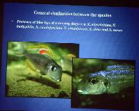 Föredrag.Söndag.Thomas Andersen.Deep water cichlids from Lake Tanganyika.Del 2: Xenotilapia.