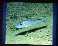 Föredrag.Söndag.Thomas Andersen.Deep water cichlids from Lake Tanganyika.Del 2: Xenotilapia.