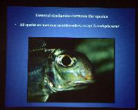 Föredrag.Söndag.Thomas Andersen.Deep water cichlids from Lake Tanganyika.Del 2: Xenotilapia.