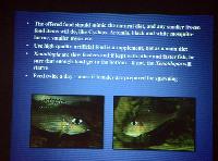 Föredrag.Söndag.Thomas Andersen.Deep water cichlids from Lake Tanganyika.Del 2: Xenotilapia.