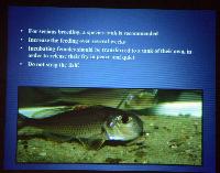 Föredrag.Söndag.Thomas Andersen.Deep water cichlids from Lake Tanganyika.Del 2: Xenotilapia.