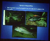 Föredrag.Söndag.Thomas Andersen.Deep water cichlids from Lake Tanganyika.Del 2: Xenotilapia.