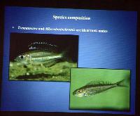 Föredrag.Söndag.Thomas Andersen.Deep water cichlids from Lake Tanganyika.Del 2: Xenotilapia.