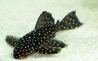 Monter_DSC_2958.jpg