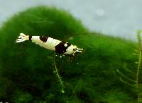 Räkor.Placering 1.Caridina cf. cantonensis, black bee