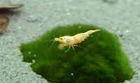 Räkor.Placering 1.Caridina cf. cantonensis, golden-snow white