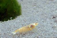 Räkor.Placering 3.Caridina cf. cantonensis, golden-snow white