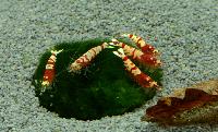 Räkor.Placering 1.Caridina cf. cantonensis, other crossings