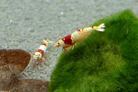 Räkor.Placering 1.Caridina cf. cantonensis, red bee