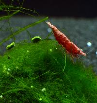 Räkor.Placering 1.Neocaridina davidi, red