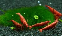 Räkor.Placering 2.Neocaridina davidi, red