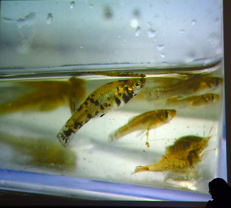 Michael Kempkes. Livebearing fishes in Florida, USA.