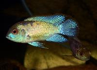 Neonfisken.<i>Andinoacara pulcher</i>, electric blue