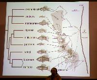 Gil Rosenthal.Swordtail in northern, central Mexico and natural hybrids.Del 1