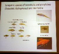 Gil Rosenthal.Swordtail in northern, central Mexico and natural hybrids.Del 2