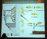 Gil Rosenthal.Swordtail in northern, central Mexico and natural hybrids.Del 2