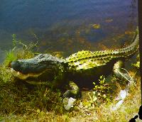 Michael Kempkes. Livebearing fishes in Florida, USA.