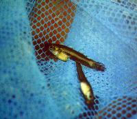 Michael Kempkes. Livebearing fishes in Florida, USA.