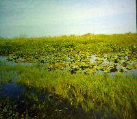 Michael Kempkes. Livebearing fishes in Florida, USA.