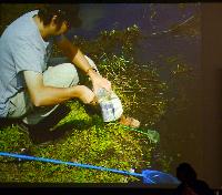 Michael Kempkes. Livebearing fishes in Florida, USA.