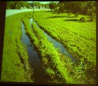 Michael Kempkes. Livebearing fishes in Florida, USA.