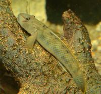 Neonfisken.<i>Rhinogobius candidianus</i>