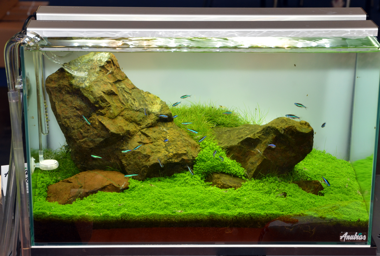 Aquascaping