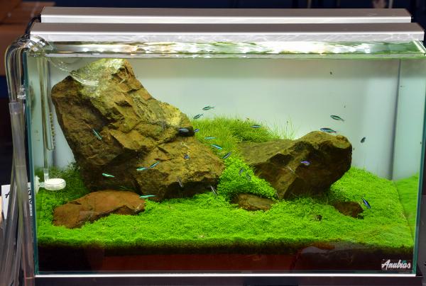 Anubias-Aquascapers