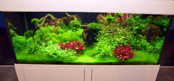 Tropica 96. Adrie Baumann