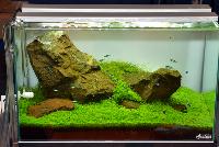 Anubias-Aquascapers