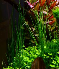 Tropica. <i>Eleocharis</i> sp.