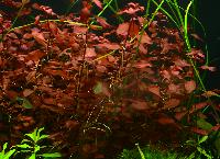 Tropica. <i>Ludwigia palustris</i>