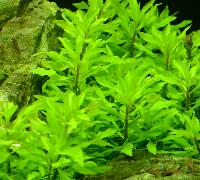 Tropica. <i>Penthorum sedoides</i>