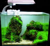 Planted Aquarium, Nano