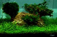 Planted Aquarium, Nano