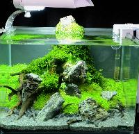 Planted Aquarium, Nano