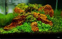 Planted Aquarium, Nano