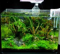 Planted Aquarium, Nano