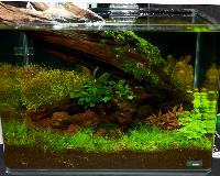 Planted Aquarium, Nano