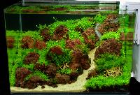 Planted Aquarium,