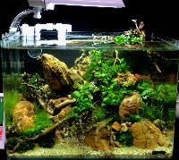 Planted Aquarium, Nano