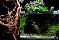 Planted Aquarium, Nano